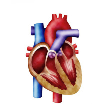 (D-Ribose) -Amélioration de la fonction cardiaque D-Ribose